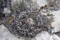 Thelocactus_lophothele_GM_1065.jpg