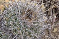 Thelocactus_lophothele_GM_1068.jpg