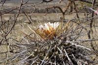 Thelocactus_lophothele_GM_1085.5.jpg