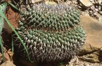 Thelocactus_lophothele_GM_637.jpg