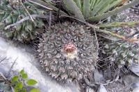 Thelocactus_lophothele_apricot_GM_1066.jpg