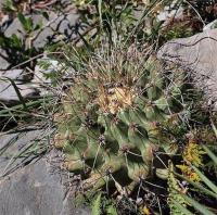 Thelocactus_lophothele_ssp._hintonii_GM_1245.jpg