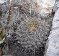 Thelocactus_lophothele_ssp._rinconensis_GM_1069.jpg