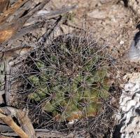 Thelocactus_matudae_GM_1246.17.jpg