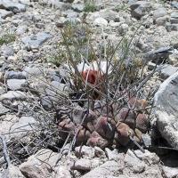 Thelocactus_multicephalus_GM_1010.jpg