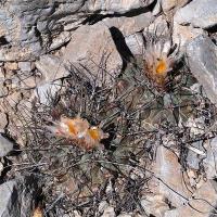Thelocactus_multicephalus_GM_1248.5.jpg