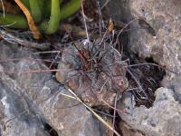 Thelocactus_multicephalus_GM_1513.jpg