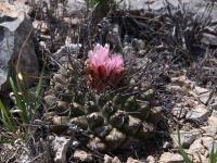 Thelocactus_multicephalus_GM_1517.8.jpg