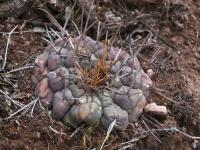 Thelocactus_multicephalus_GM_1524.jpg