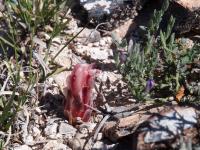 Thelocactus_multicephalus_GM_1663.8.jpg