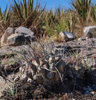 Thelocactus_palomaensis_GM_1239.jpg