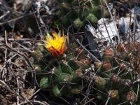Thelocactus_panarottoanus_GM_1528.jpg