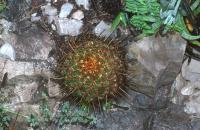 Thelocactus_panarottoanus_flavus_GM_588.6.jpg