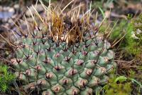 Thelocactus_phymatothelos_GM_1345.10.jpg