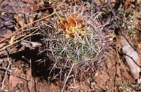 Thelocactus_pottsii_GM_700.jpg