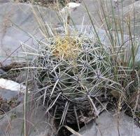 Thelocactus_pottsii_GM_915.jpg