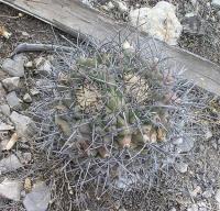 Thelocactus_rinconensis_ssp._palomaensis_GM_999.jpg