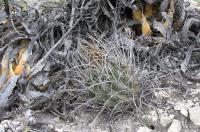 Thelocactus_tulensis,_GM_789.3.jpg