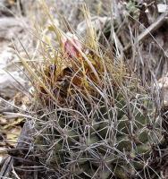 Thelocactus_tulensis_GM_1036.jpg