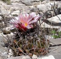 Thelocactus_tulensis_GM_1103.1.jpg