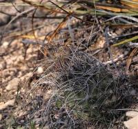 Thelocactus_tulensis_GM_1256.4.jpg