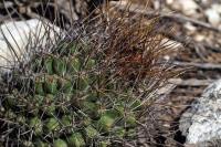 Thelocactus_tulensis_GM_1355.jpg