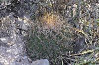 Thelocactus_tulensis_GM_803.2.jpg