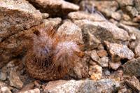 Thelocephala_aerocarpa_GM_1154.jpg