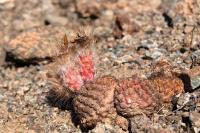 Thelocephala_aerocarpa_GM_1193.jpg