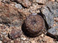 Thelocephala_aerocarpa_GM_1571.jpg