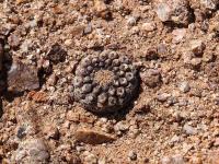 Thelocephala_esmeraldana_GM_1450.jpg