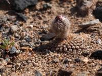 Thelocephala_krausii_GM_1455.jpg