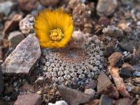 Thelocephala_krausii_maleolata_GM_1453.jpg