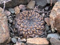Thelocephala_napina_GM_1149.jpg