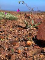 Thelocephala_napina_GM_1464.jpg