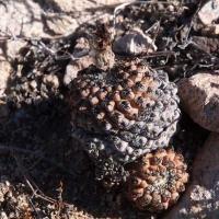 Thelocephala_napina_GM_1579.jpg