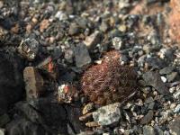 Thelocephala_napina_ssp._aerocarpa_GM_1427.1.jpg