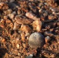 Thelocephala_napina_ssp._challensis_GM_1428.jpg