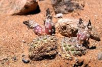 Thelocephala_napina_ssp._duripulpa_GM_1202.jpg