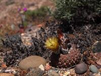 Thelocephala_napina_ssp._duripulpa_GM_1466.jpg
