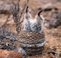 Thelocephala_napina_ssp._glabrescens_GM_1152.jpg