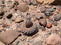 Thelocephala_napina_ssp._glabrescens_GM_1200.jpg