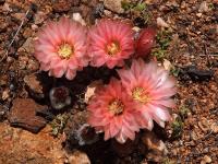 Thelocephala_napina_ssp._glabrescens_GM_1461.jpg