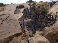Thelocephala_napina_ssp._lembckei_GM_1151.jpg
