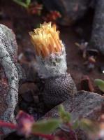 Thelocephala_napina_ssp._lembckei_GM_1462.2.jpg