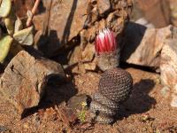 Thelocephala_napina_ssp._lembckei_GM_1463.6.jpg