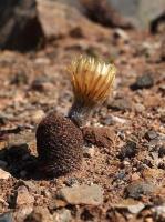 Thelocephala_napina_ssp._lembckei_GM_1463.8.jpg