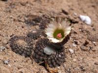 Thelocephala_napina_ssp._pajonalensis_GM_1458.jpg