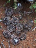 Thelocephala_napina_ssp._riparia_GM_1482.jpg
