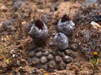 Thelocephala_napina_ssp._tenebrica_GM_1473.jpg